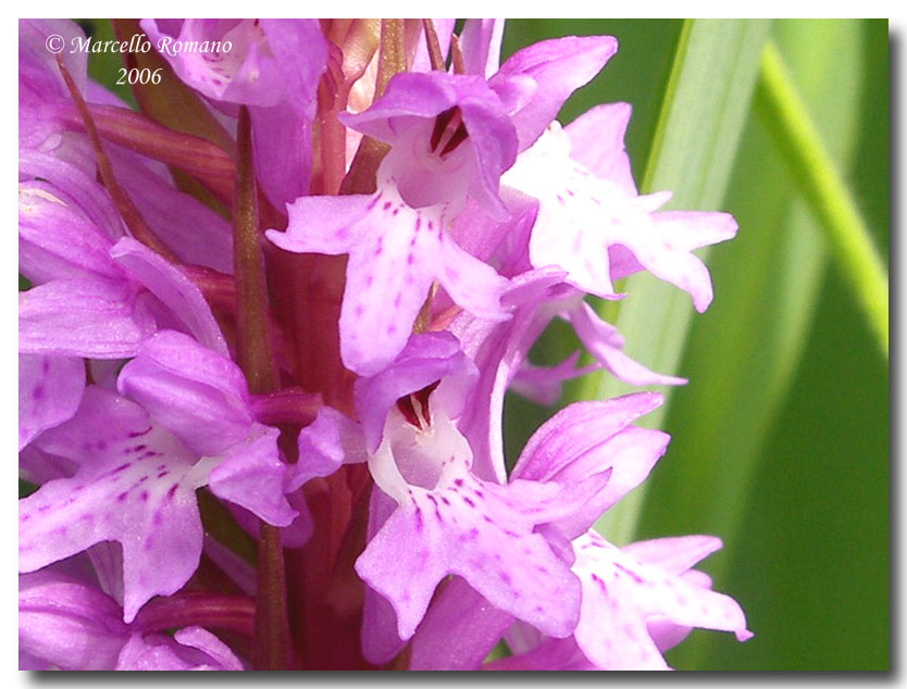 Dactylorhiza maculata subsp. saccifera